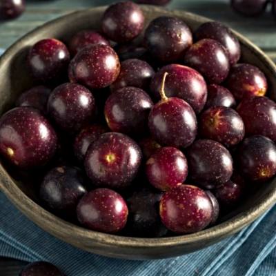 Polifenol: Rahsia Kesihatan Optimal dalam VIVIX dan Res-V Shaklee